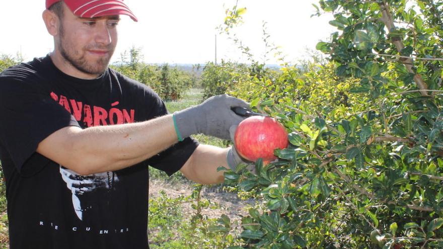 La Vega Baja producirá más del 25% del total de granadas con denominación de origen