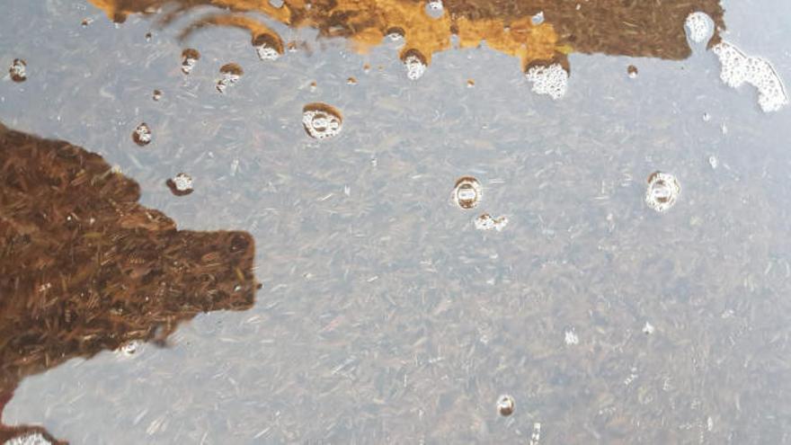 Miles de piojos marinos en la playa de Nerga provocan la alerta entre los bañistas