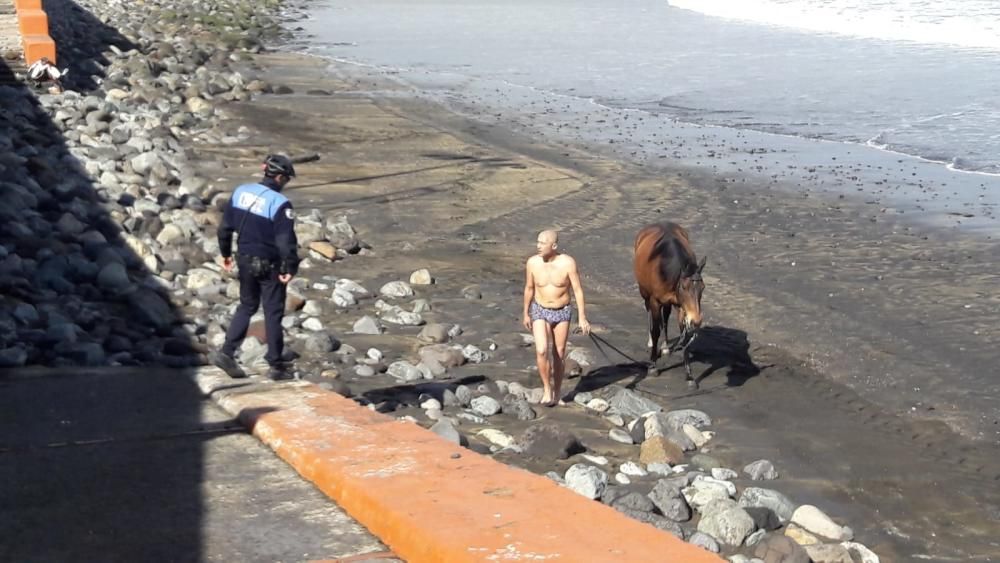 Un caballo pasta en Las Canteras