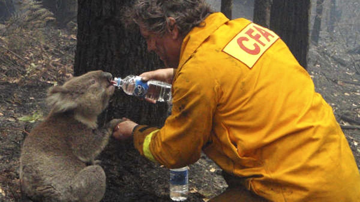 Un miembro de los equipos de Emergencias da de beber a un koala afectado por los incendios del &#039;verano negro&#039;.