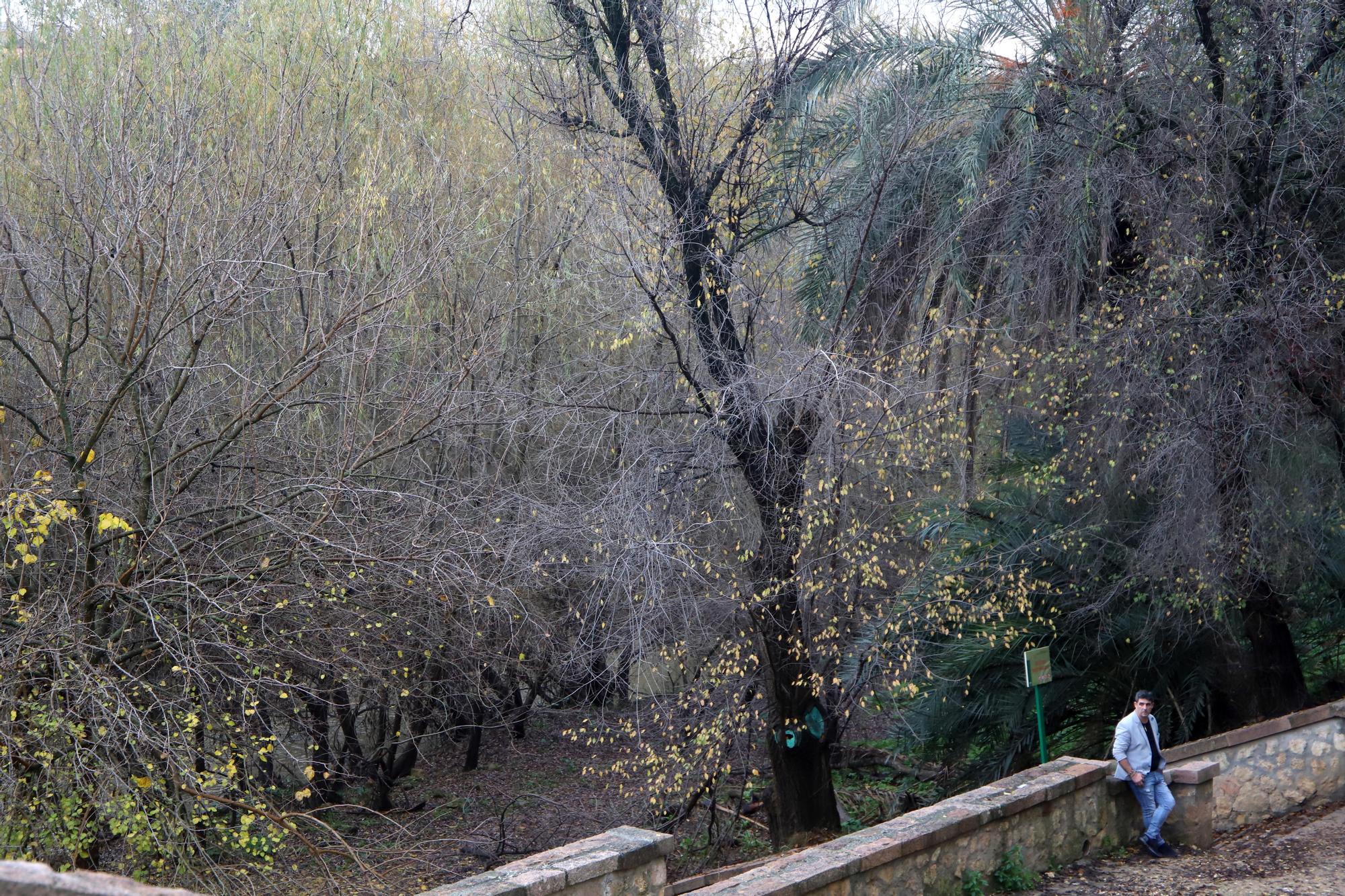 La vegetación no deja ver el río Guadalquivir