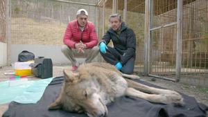 wild-frank-lobos-domingo-12