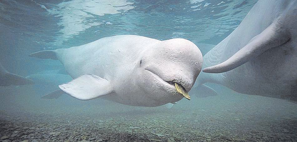 Morre beluga que estava perdida no rio Sena, na França, Mundo