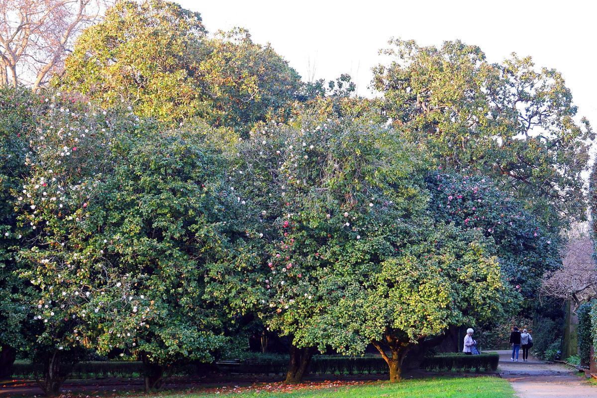 El mayor espectáculo del invierno florece en Castrelos