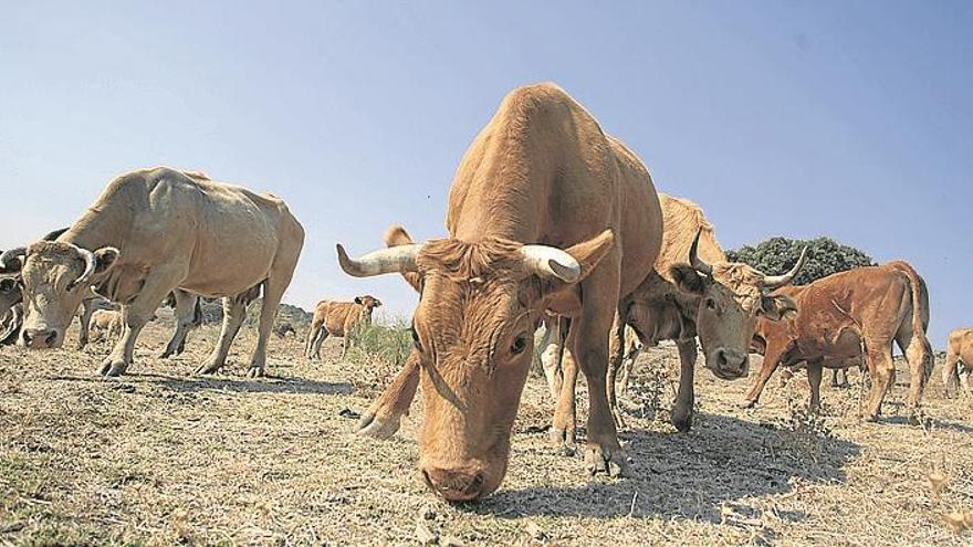 Las ayudas acopladas para el vacuno de cebo oscilarán entre 16 y 31 euros por cada animal