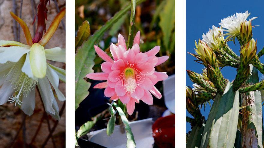 V.l.: Die bizarren Blüten des San-Pedro-Kaktus. Kronblätter können rund und spitz sein. Staubblätter tragen interessante Stempel.