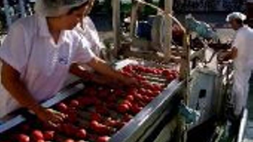 Vía libre medioambiental a la tomatera de Miajadas