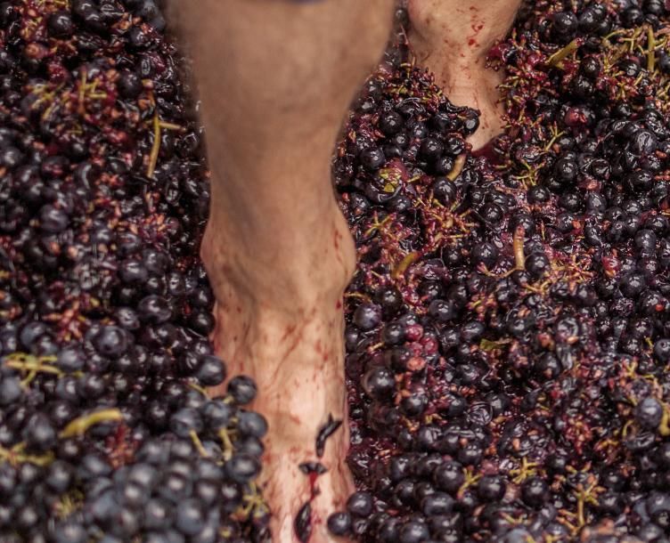 Fiesta de la vendimia de la bodega Ponte da Boga.