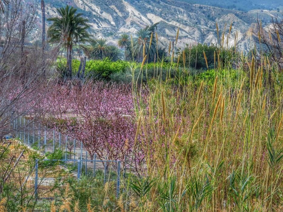 Y llegó la Floración, un manto de colores