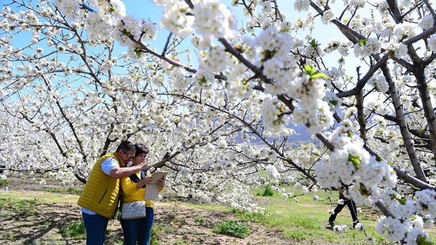 El Jerte busca un vídeo «llamativo» para promocionar la Fiesta del Cerezo en Flor