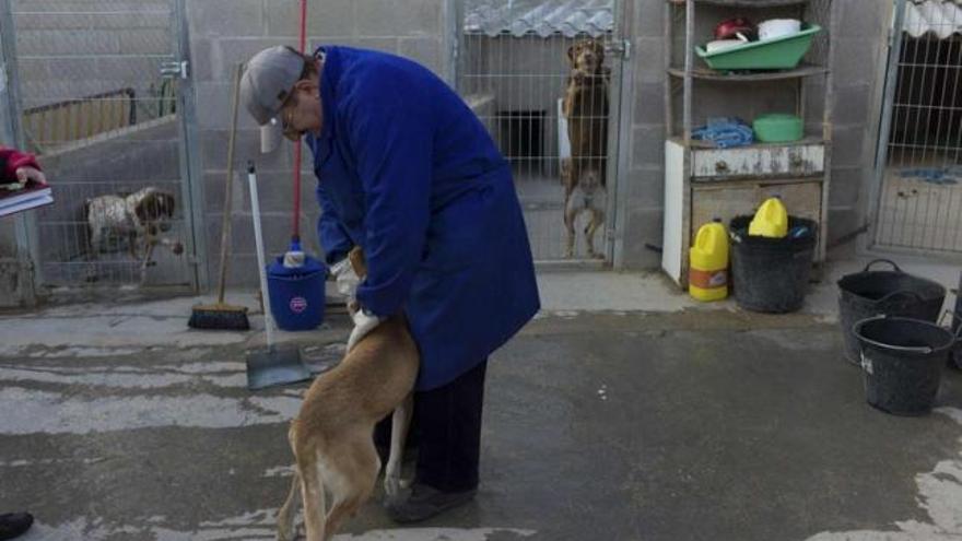 Un voluntario acaricia a un perro en el Centro de Acogida de Animales.