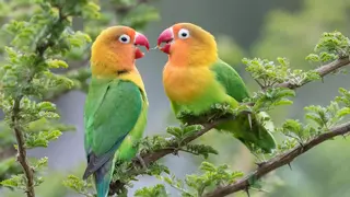 Estos son todos los animales que están prohibidos tener como mascotas (algunos te sorprenderán)