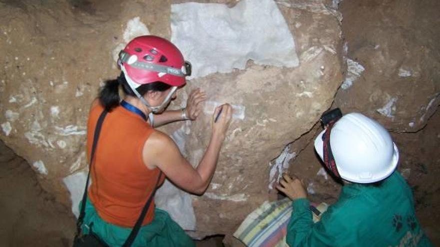 La investigación y la conservación de su patrimonio de fósiles, minerales y conchas son dos de los grandes pilares del Museo Paleontológico de Elche, que cumple 15 años.