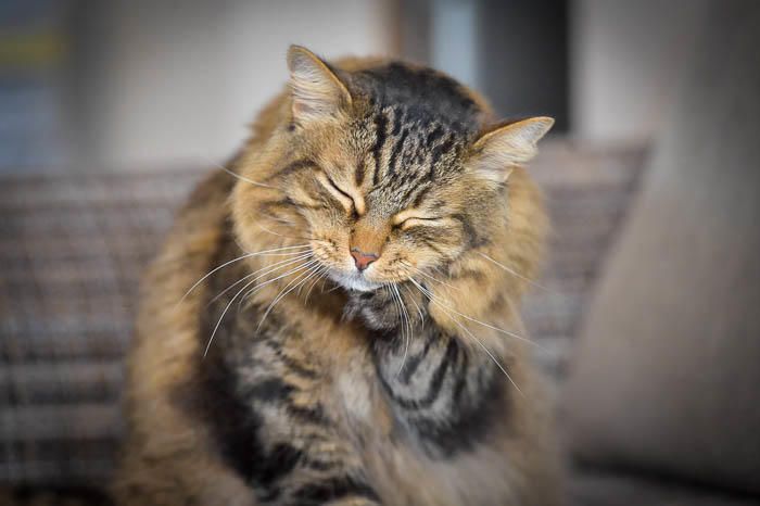 Para Faunario. Circe Santana y su gato