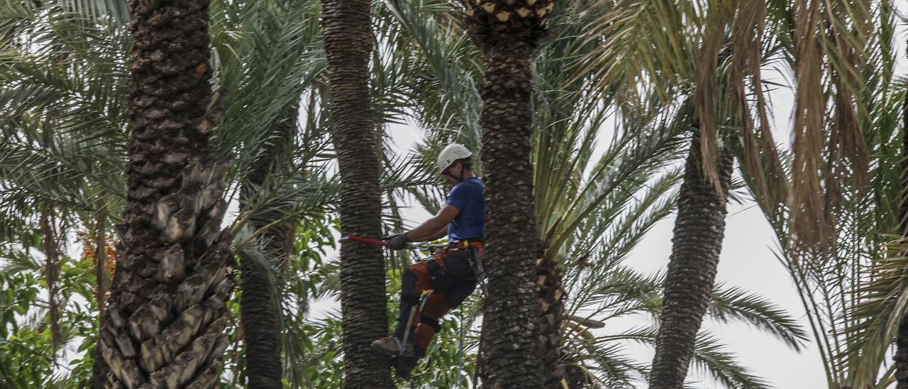 Poda de palmeras en el Parque Municipal de Elche