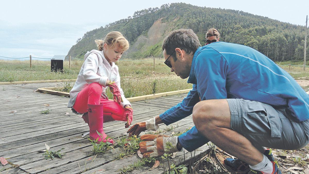 Imagen de archivo de una  limpieza de plantas invasoras en la playa de Rodiles.