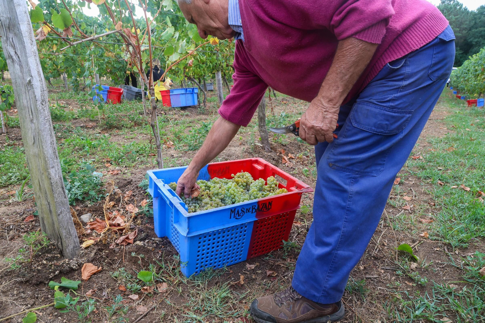 Recolección de uva para el primer espumoso de la bodega arousana Granbazán (O Salnés) en una parcela de Vedra (Ribeira do Ulla).