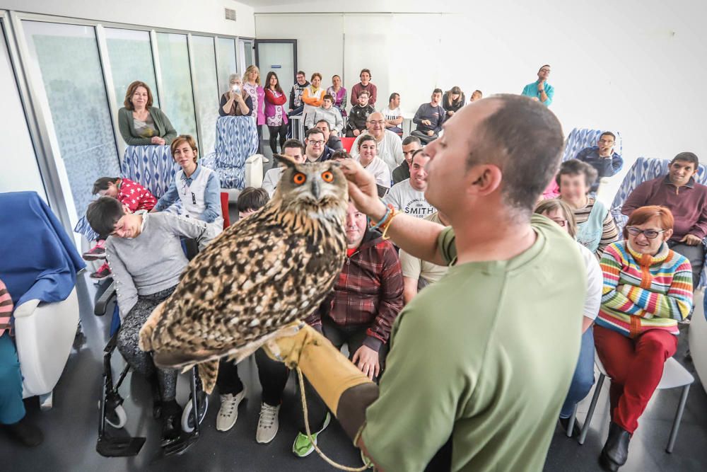 Aves rapaces forman parte de un programa educativo