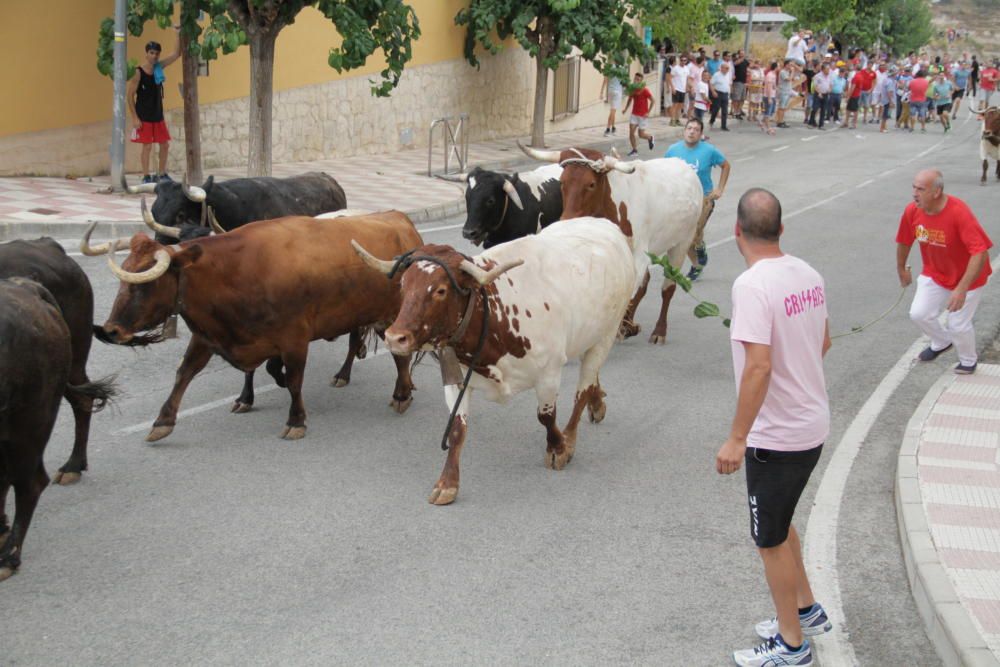 Tibi celebra su tradicional "Entrà de la Vaca"