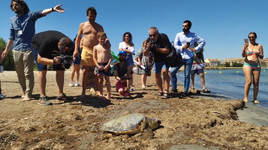 La tortuga se dirige al mar en la playa de la escollera norte de Dénia | A. P. F.