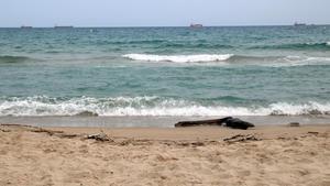 Aparece un cuerpo sin piernas y sólo un brazo en la playa del Miracle de Tarragona