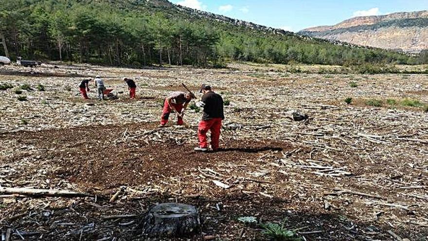 Tasques per millorar entorns forestals degradats.