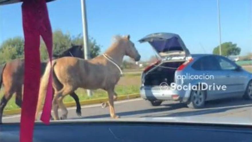 Multa de 500 euros por conducir con el maletero abierto y dos caballos atados en Córdoba