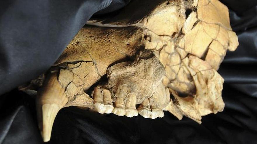 Crani d’ós de les cavernes trobat a les Coves del Toll (2015) - Arxiu/Salvador Redó
