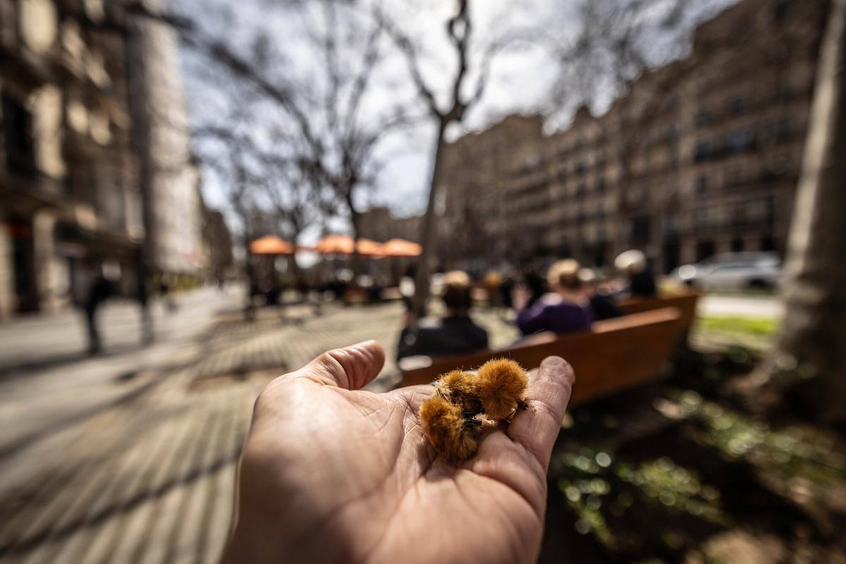 L’al·lèrgia al pol·len dispara la venda de mascaretes i antihistamínics a les farmàcies de Catalunya: "Va ser espectacular"