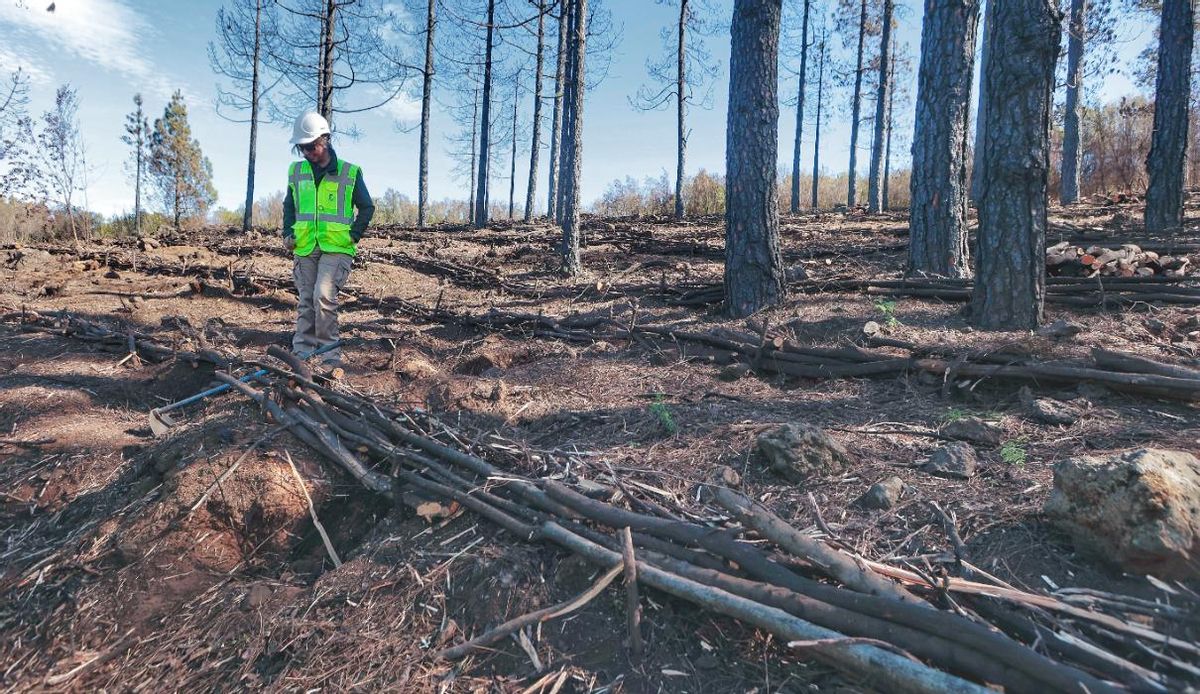 Parte del monte de Tenerife afectado por el incendio de 2023.