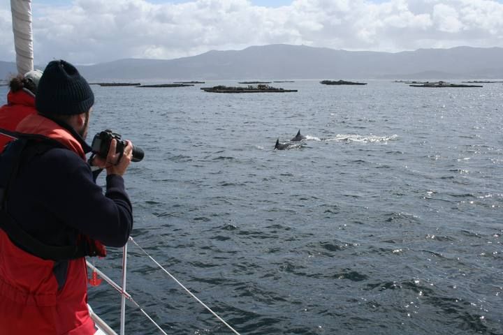 Y de repente...¡orcas en Galicia!