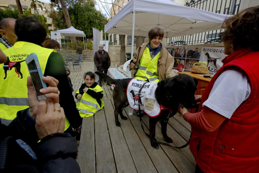 «Ven a la Dipu con tu mascota. Peques y peludos»