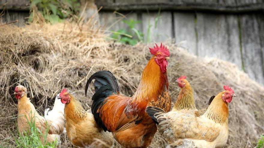 Una investigadora de la Universidad de Córdoba halla en el alperujo un aliado para proteger las razas autóctonas de gallina