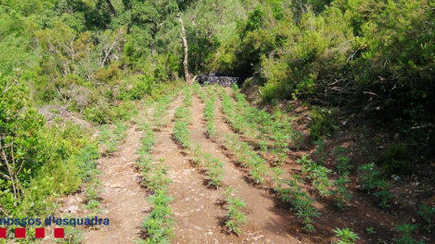 Imatges de la plantació de marihuana de Cruïlles.