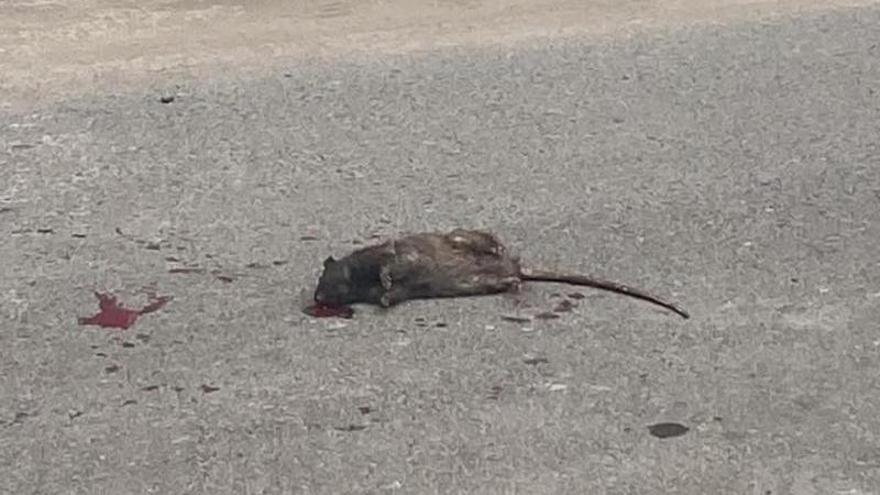 Unas ratas &#039;de paseo&#039; en Arinaga encienden las redes, pero no hay plaga