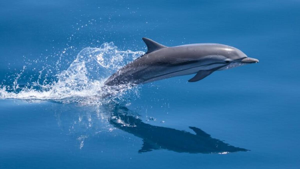 Ocho delfines listados mueren en el Estrecho por pesca ilegal