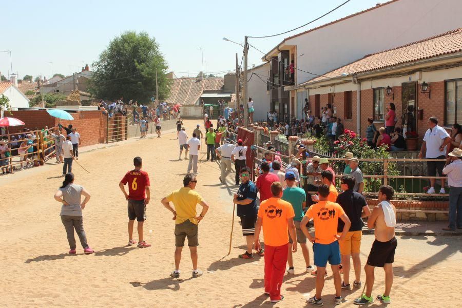 Fiestas en Zamora: Encierro en Argujillo