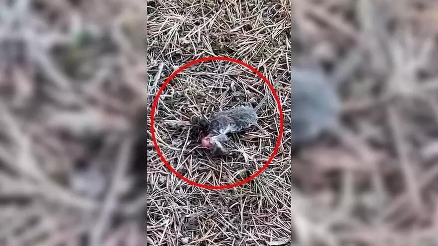 Las impactantes imágenes de una velutina devorando un topillo en una finca de Soto del Barco