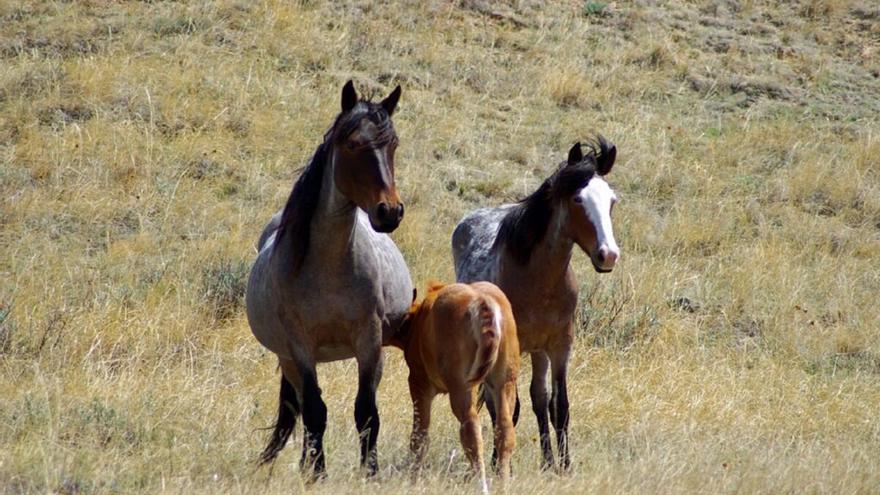 La historia del caballo: solo el 1% vive en estado silvestre