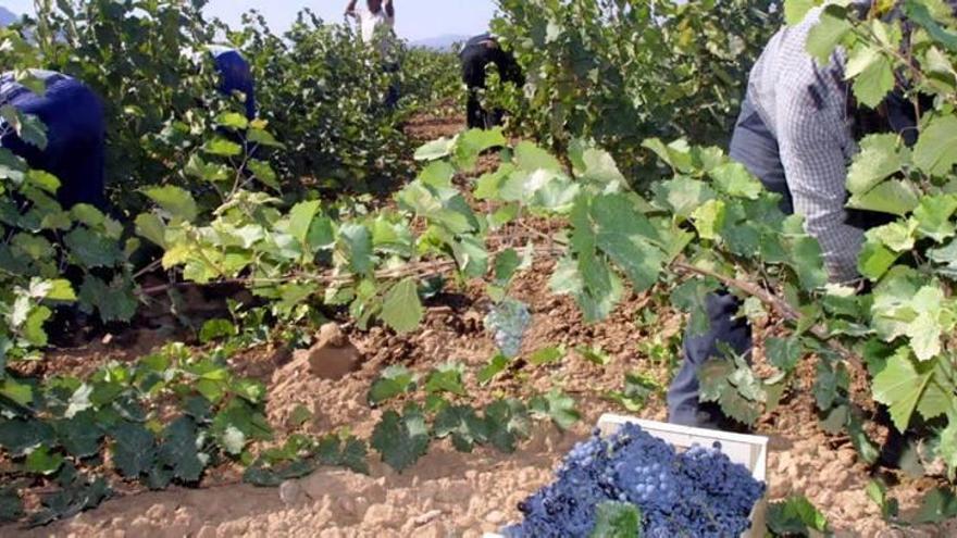 Recogida de la uva en la vendimia de una finca para la posterior elaboración del vino.