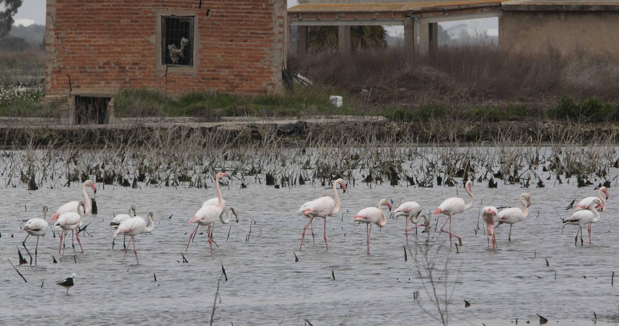 Flamencos en el marjal de Almardà, un espectáculo de la naturaleza.