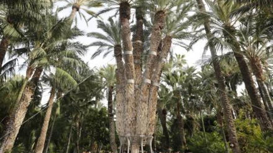 La Palmera Imperial, en el Huerto del Cura.