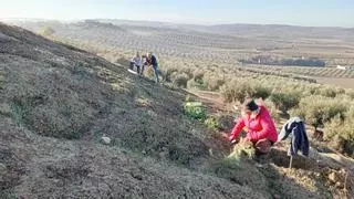 Ecologistas en Acción de Montilla reforesta el Mirador de la Campiña de Montalbán