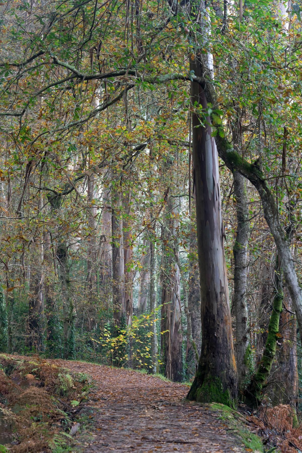 Souto da Retorta, el bosque de eucaliptos cercano a Viveiro (Lugo, Galicia)