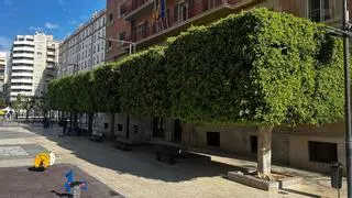 El Plan de Renaturalización de la ciudad suma 40.000 flores y 407 nuevos árboles