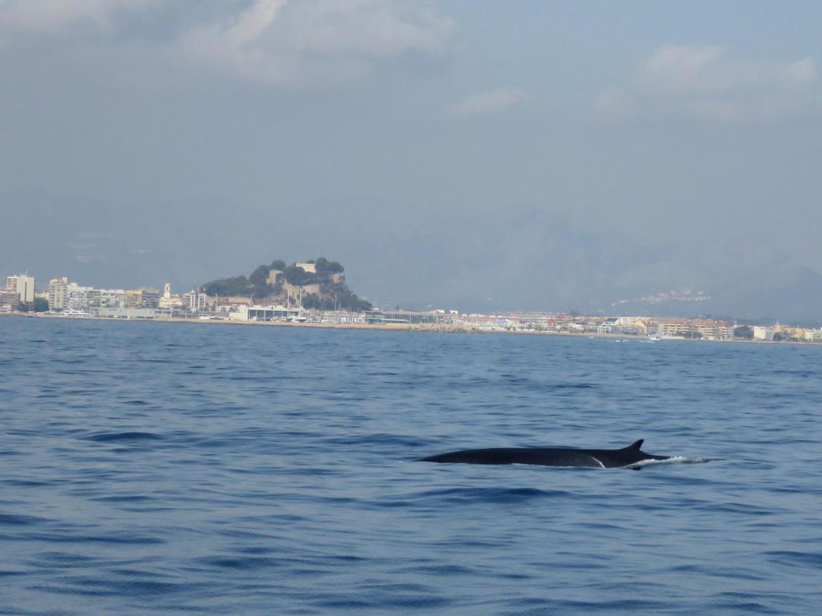 Una ballena y, al fondo, el perfil de Dénia y el castillo