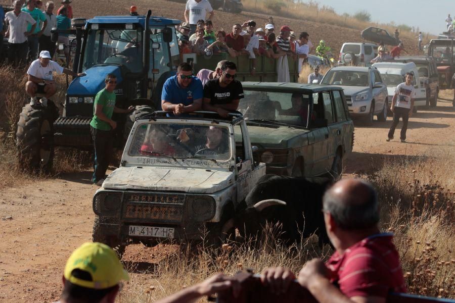 Fiestas en Zamora: Encierro en El Pego