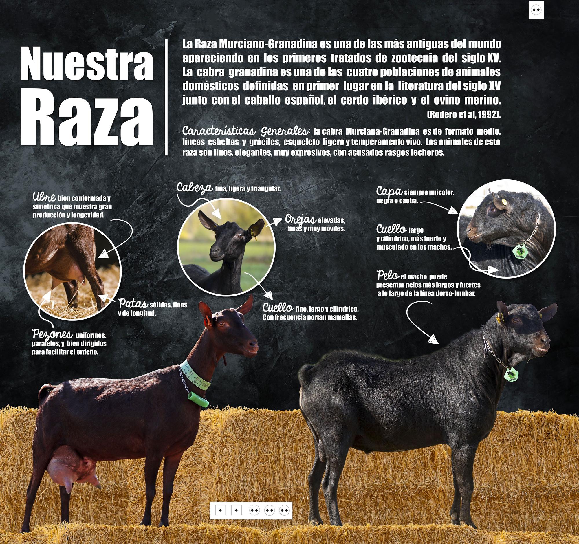 Nuestra Raza Murciano Granadina