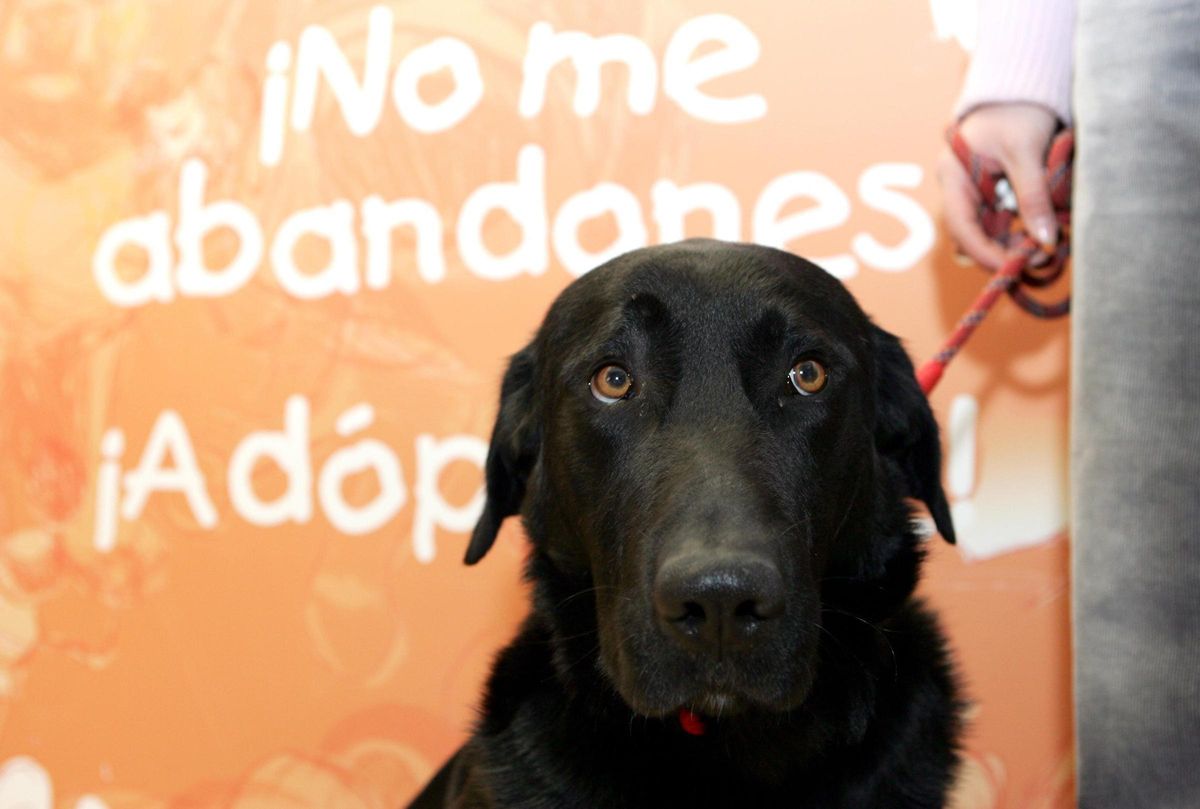 De todos los animales que llegan a las protectoras solo el 25% de los perros y el 5% de los gatos llevan microchip.