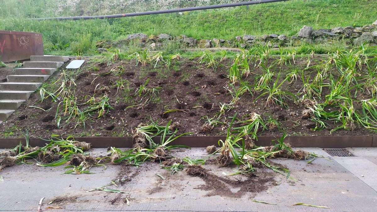 Algunas de las plantas arrancadas